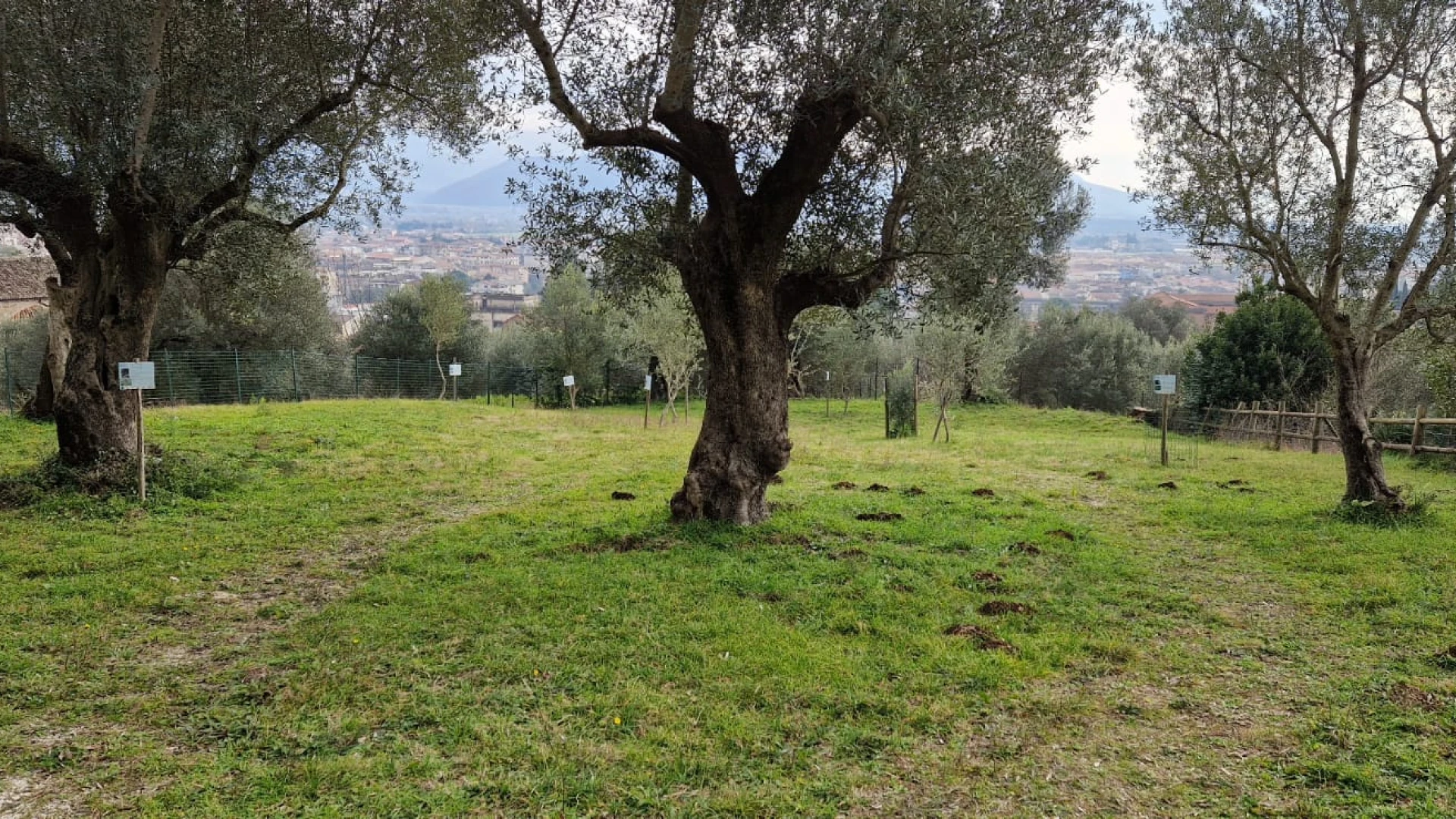 Venafro: il Parco regionale dell'Olivo si dota di due importanti figure tecniche. Assicureranno il funzionamento di tutta la struttura.